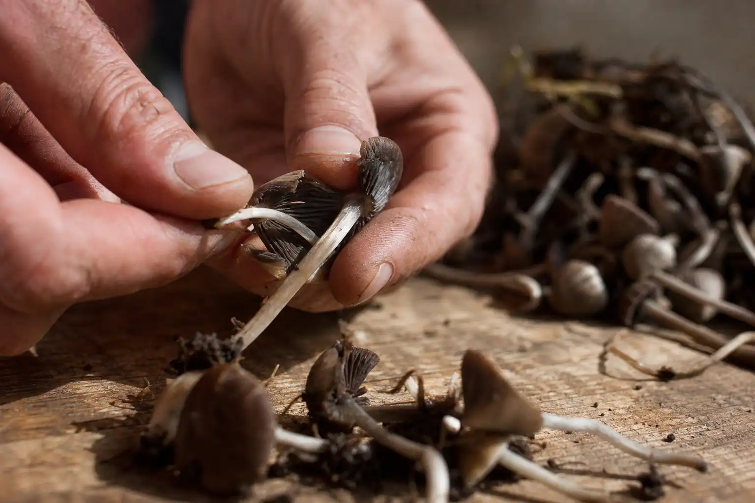 Des mains manipulent un objet, autour de gattung panaeolus düngerling, près d'une table en bois.